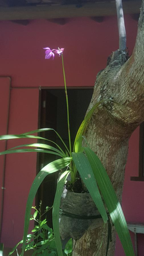Pousada Grafite Trancoso Ngoại thất bức ảnh
